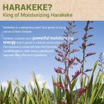 [theSAEM] Urban Eco Harakeke Fresh Cream 50ml 4