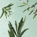 [ImFrom] Vitamin Tree Sheet Mask 22 ml (1ea) 7